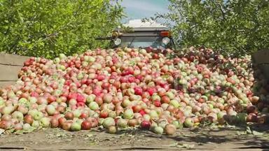 拖拉机运送装满苹果水果的木制容器