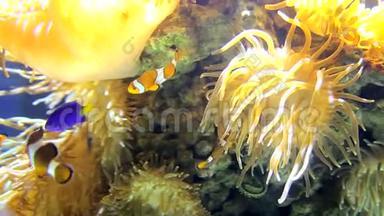 许多<strong>尼莫鱼</strong>，两栖动物漂浮在珊瑚之间。 在海底进行水下勘测。