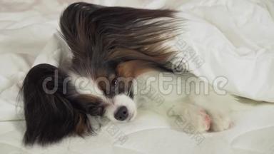 美丽的狗帕皮龙躺在床上的毯子下，环顾四周的股票录像