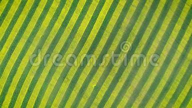 油菜花青<strong>黄带</strong>斑斑纹在农田中的应用