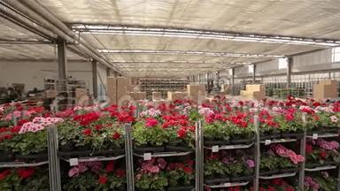 全景的一个大仓库开着鲜花，工作流程在一个大仓库的一个现代化温室。