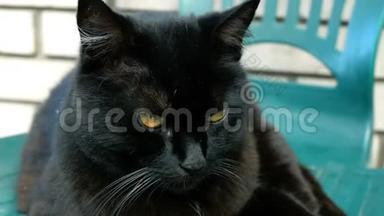 毛茸茸的家黑猫。 环顾四周，眨了<strong>眨眼</strong>睛，转过头来。