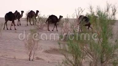 骆驼漫游沙漠