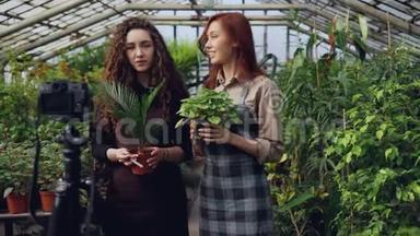 温室的<strong>热门</strong>博主们正在用摄像机录制关于盆栽花卉的视频。 许多盆栽的绿色植物