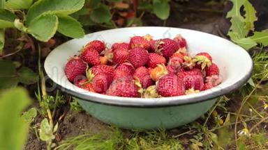 在花园或有机果园收集的新鲜成熟草莓。