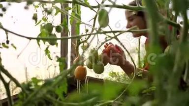 一个女农民在温室里收割。 持有蔬菜的农民-番茄。 有机收获农产品食品