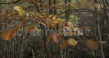 秋天被风吹动的树叶近景