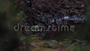一个秋天的下午，佩里帕鲁斯阿特在一个林地池里洗澡。