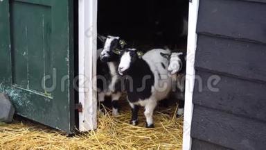 黑白荷兰黄色山羊在谷仓里吃干草