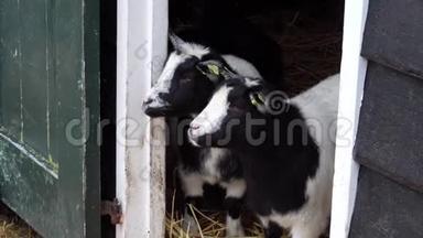 黑白荷兰黄色山羊在谷仓里吃干草