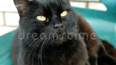 毛茸茸的家黑猫。 环顾四周，眨了眨眼睛，转过头来。