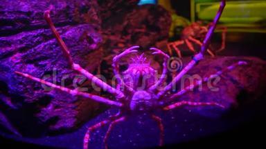 日本蜘蛛蟹在<strong>鱼缸</strong>里，背景是石头，特写