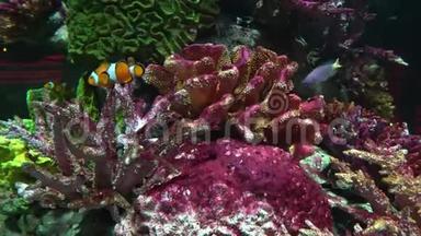 水族馆中的小丑鱼尼莫，有五颜六色的珊瑚，一种热带海景。