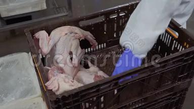 家禽养殖场的工人从塑料盒中取出生鸭尸体