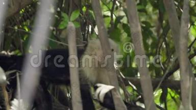 令人难以置信的中美洲白脸猴在丛林中行走