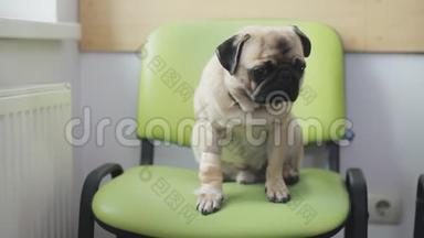 病犬在兽医诊所排队用带绷带的爪子啄食。 坐在椅子上的孤独的小狗