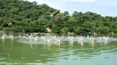 4K. 一群鸟飞过湖面，捕捉一些鱼作为食物。 鸟野生动物