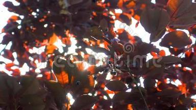 自然背景。 阳光透过吹拂在风树上的红叶。 模糊的抽象波克与太阳耀斑。 阳光