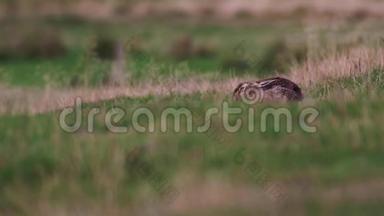 标题：棕色<strong>野兔</strong>，欧洲<strong>野兔</strong>，坐/休息/躲在草丛中一动不动。