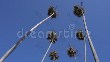 高大的加利福<strong>尼</strong>亚棕榈树在风中摇曳。 相机抬头。 温暖的晴天在<strong>圣莫尼卡</strong>海滩，加利福<strong>尼</strong>亚州。 美国