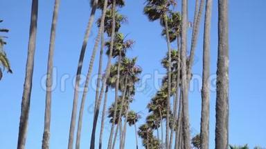 高大的加利福<strong>尼</strong>亚棕榈树在风中摇曳。 相机抬头。 温暖的晴天在<strong>圣莫尼卡</strong>海滩，加利福<strong>尼</strong>亚州。 美国