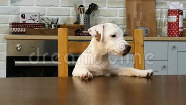 小白狗在桌子旁