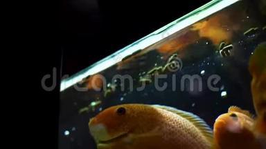 在水族馆游泳和进食的美丽金鱼的底部景色。 框架。 金鱼的摄食时间