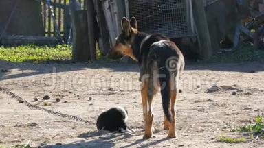 一条<strong>链子</strong>上的狗，就像一只牧羊犬和她旁边的小黑小狗。 狗妈妈和她的小狗