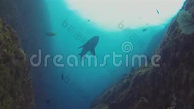 深蓝海沙虎鲨、灰护士鲨鱼剪影&阳光海面