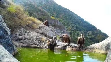 狮鹫在山上洗澡