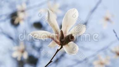 蓝天背景下的白玉兰花
