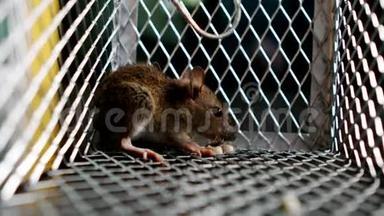一只老鼠在金属陷阱里吃东西