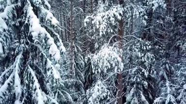 针叶树覆盖着白雪的野生公园