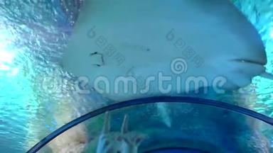 鱼黄貂鱼漂浮在清澈的蓝色水中，靠近大型水族馆。 水下场景、箭鱼和鱼类