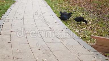 一家家黑鸭在公园的小路附近吃吃喝喝