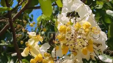 一种黄白色的花，开在<strong>花枝</strong>上，<strong>绿叶</strong>在温暖的春风中摇曳。