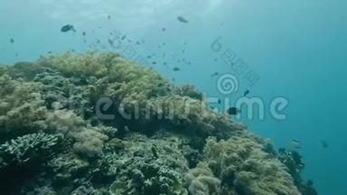 热带鱼在海底珊瑚礁附近游泳。 潜水员在深海潜水。 潜水员游过珊瑚和鱼类