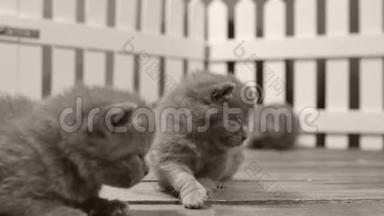 英国小猫在一个小院子里，白色的栅栏室内活动和玩耍