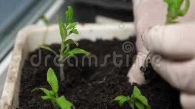 绿苗是用戴手套的手在温室里种在地上的。 特写镜头。 培养和选择