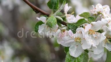 雨后盛开的苹果树。 春天雨滴中的苹果花
