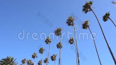 高大的加利福尼亚棕榈树在风中摇曳。 相机抬头。 温暖的晴天在圣莫尼卡海滩，加利福尼亚州。 美国