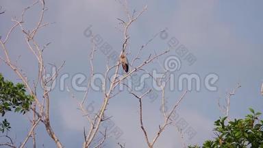 亚洲鸟坐在干燥的无叶树上