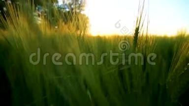 大麦摇摆缓慢运动与太阳，关闭
