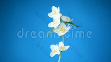 一<strong>朵朵</strong>美丽的白色茉莉花，被隔离在蓝色的树枝上