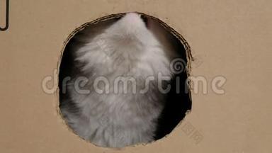 有趣的猫啃着一个有洞的纸板箱，看着相机