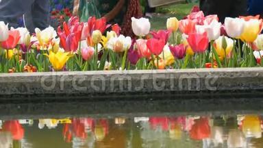 色彩斑斓的郁金香花在春天的花园里盛开，倒影在水中。 装饰郁金香花