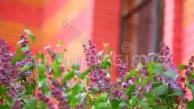 紫丁香树屋窗户没人高清录像