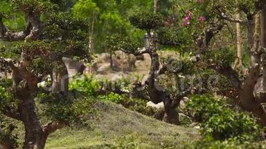 夏日传统园林中的盆景树.. 美丽的盆景花园，有亚洲风格的装饰树木