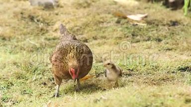 鸡妈妈带着婴儿在鸟场的绿草上吃草。 小鸡妈妈和宝宝在夏天的草坪上散步