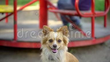 一只小狗在操场上的肖像，狗和孩子在家后院户外，宠物童年的友谊